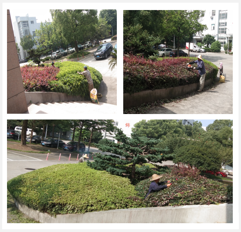 美化绿化，，，我们在行动      
