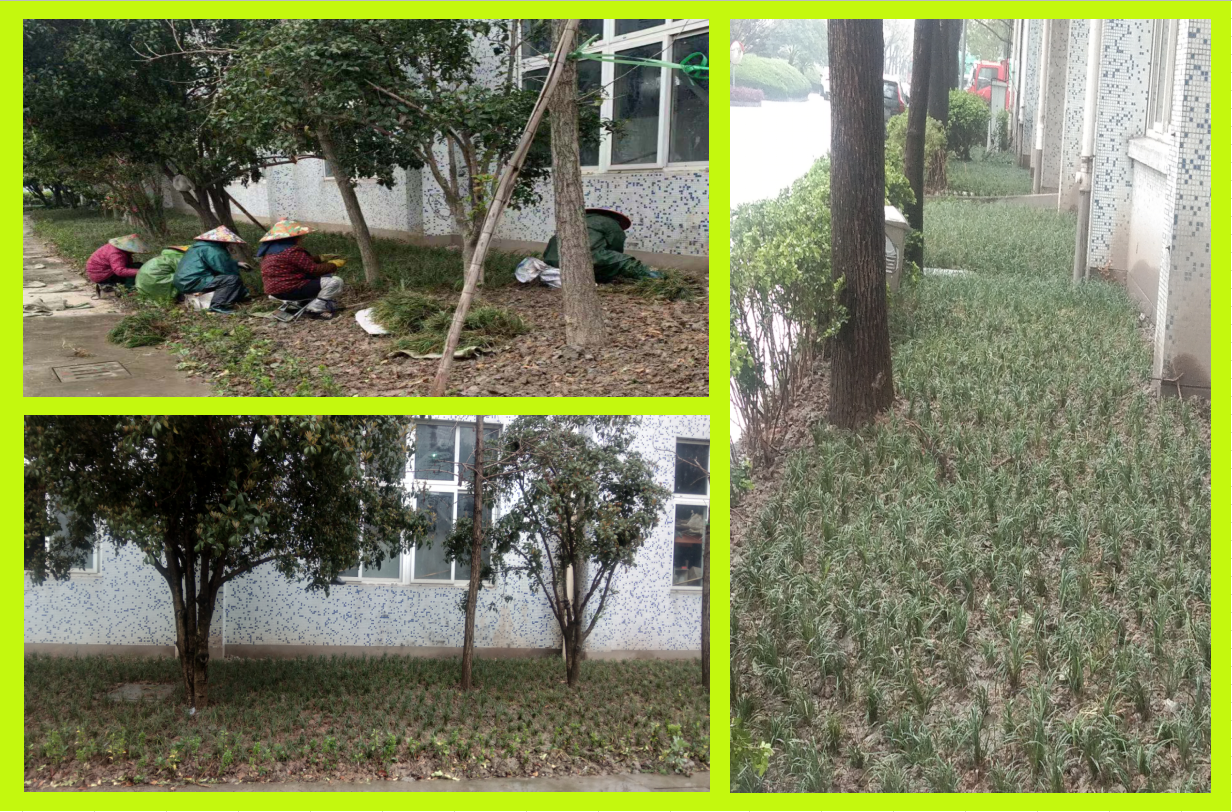 莳植绿化，，，，，美化坏境