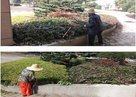 绿植修剪，，，，美化情形
